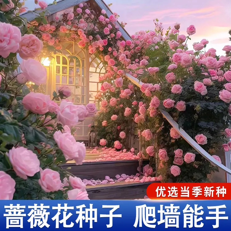 爬藤蔷薇花种籽子 室外播种花籽爬墙植物四季开花卉庭院爬藤