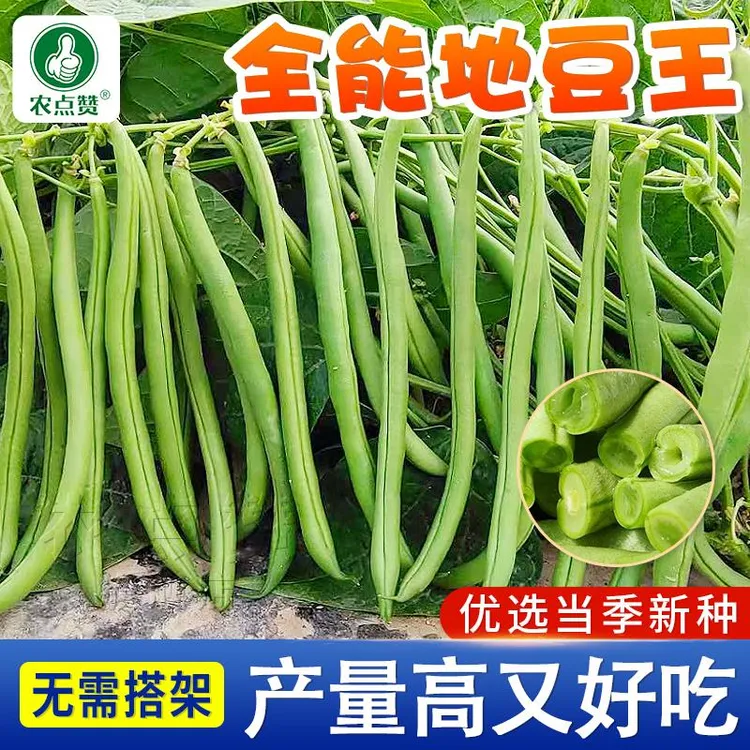 不搭架四季豆无架四季豆种籽  阳台庭院盆栽蔬菜种籽高产简单春季