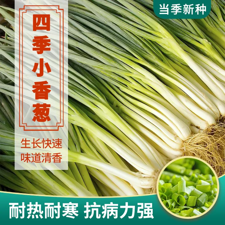 四季小香葱蔬菜种子小院阳台家庭种植