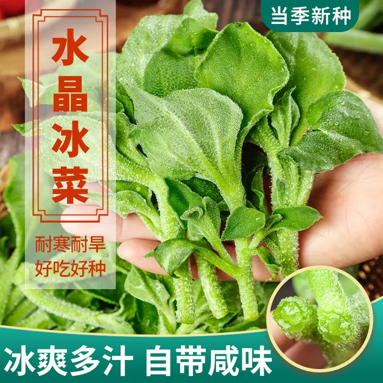 冰菜蔬菜种子盆栽蔬菜种子秋冬菜籽四季家庭阳台种植水晶冰菜种子