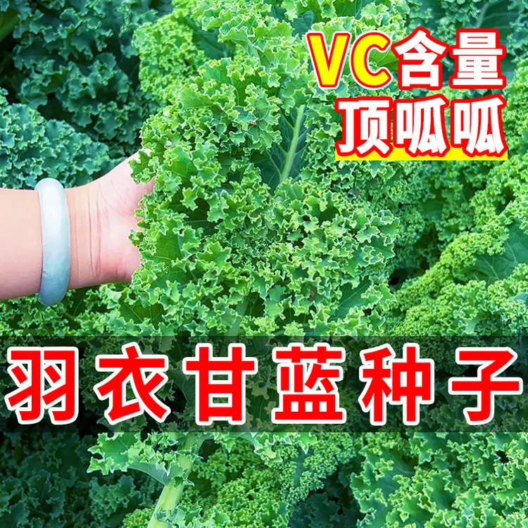 羽衣甘蓝种子种籽苗孑食用秋冬季紫色蔬菜种籽四季盆栽菜苗冬季