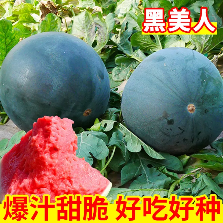 【黑皮无籽西瓜种子】超甜高产薄皮红心特大西瓜种籽