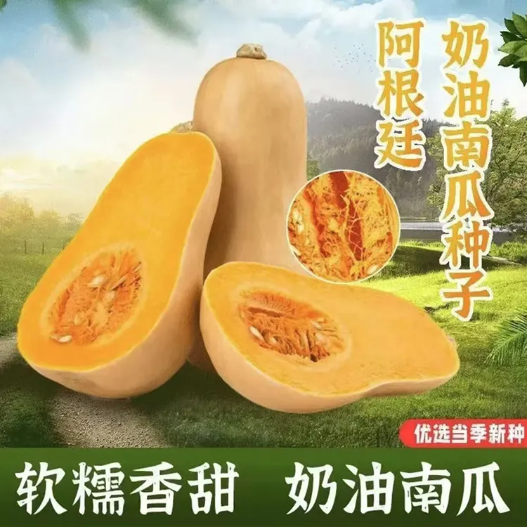 奶油南瓜种子 四季香甜软糯肉质细嫩桔瓜南瓜阿根廷蜜本南瓜
