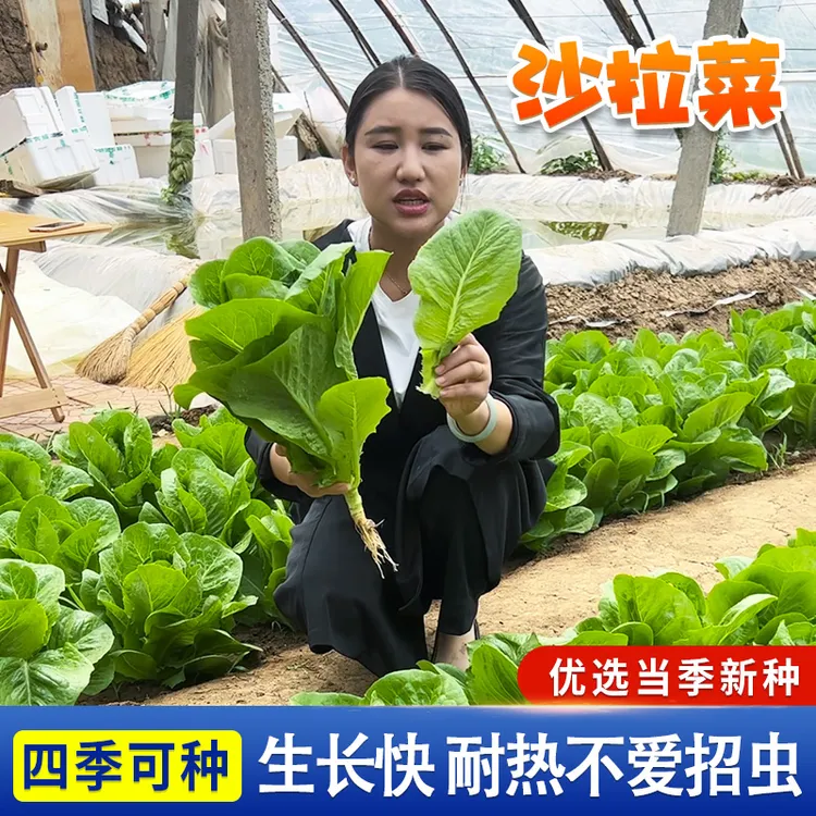 孔雀沙拉菜种子  生菜油麦菜种籽四季阳台盆栽小院