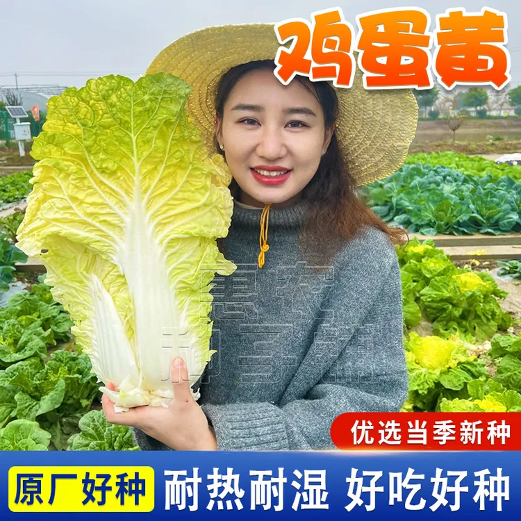 鸡蛋黄白菜种子早熟北京小杂56黄心白菜籽高产抗病农家小院蔬菜籽