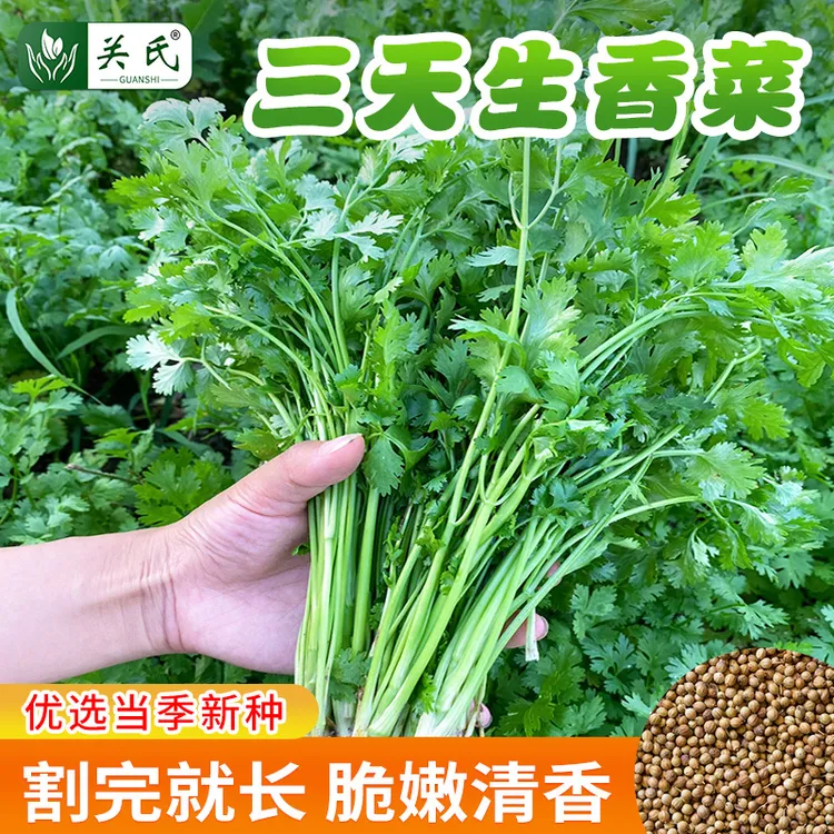 香菜种籽老品种小叶耐寒耐热芫荽种孑速生阳台盆栽香菜种子