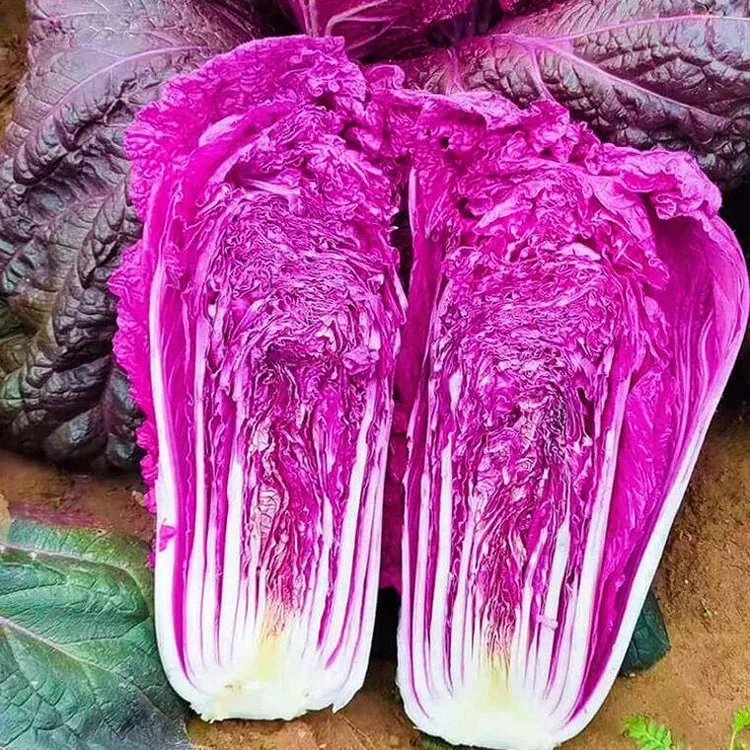 【zs】紫白菜种孑大白菜种子秋天冬季稀有特色非转基因四季菜蔬菜籽
