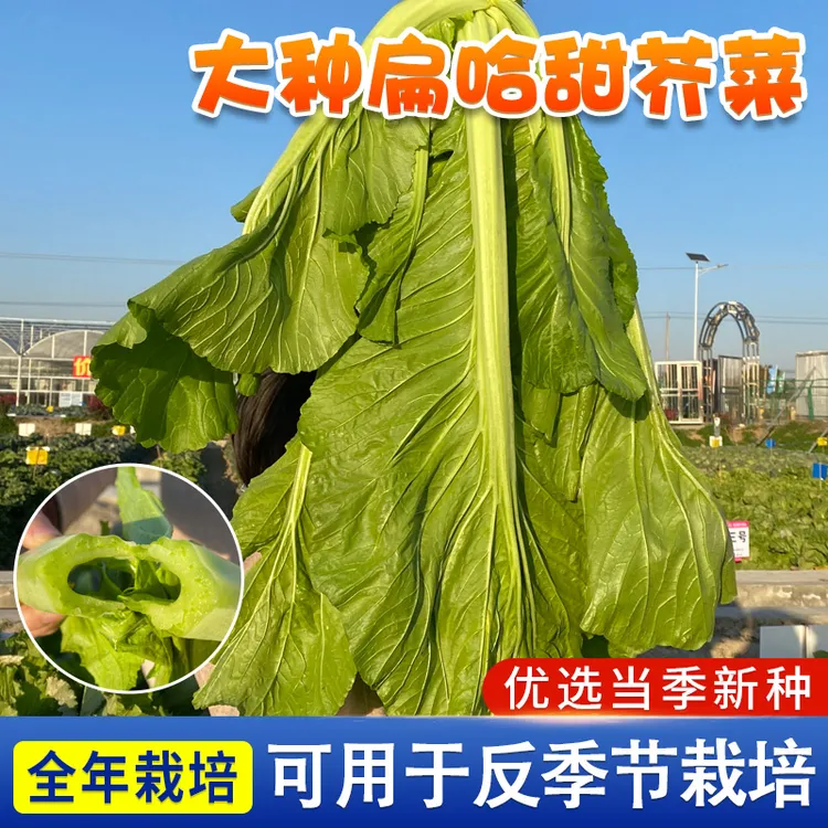 大叶甜芥菜种子水东广东芥菜种子宽邦腌制酸菜泡菜南方秋后蔬菜种