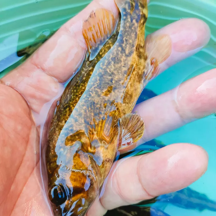 原生鱼河鳜暗鳜观赏鱼