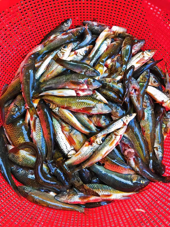 清蒸原生态生鲜鱼冷藏保鲜发货煲汤原生河鱼新鲜小杂鱼小鱼生鲜