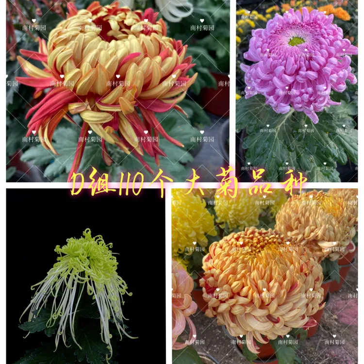 小苗.D组110个大菊品种菊花苗大菊种苗对版九月菊穴盘苗阳台