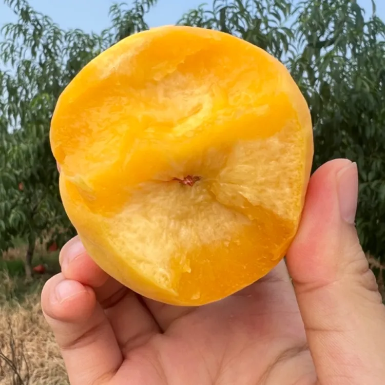 帝乡湖北枣阳现摘现发优质黄桃顺丰包邮
