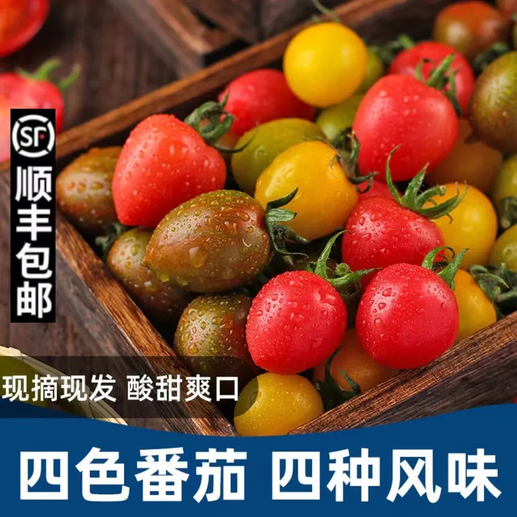 【顺丰】四色混装小番茄青口蜜夏日阳光迷彩鲜贝圣女果小柿子