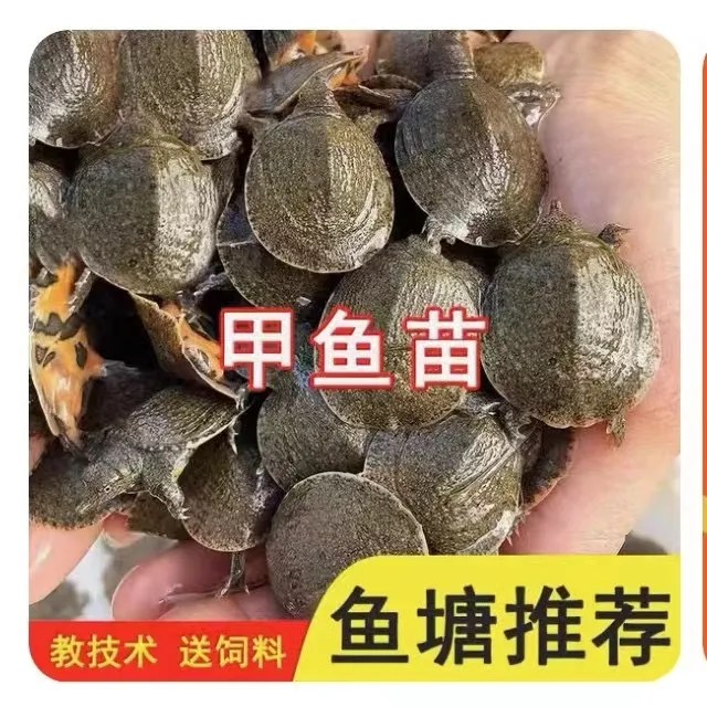 南丰县外塘生态冷水鲜活甲鱼苗鱼塘水库养殖到家送饲料活体