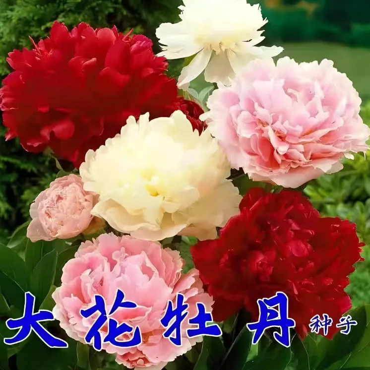 【牡丹花种子】混色重瓣大花四季种植多年生阳台庭院好养花卉