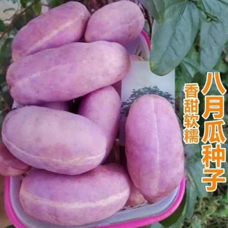 八月瓜种子特色紫果八月瓜树庭院爬藤植物食用水果八月炸种籽简单