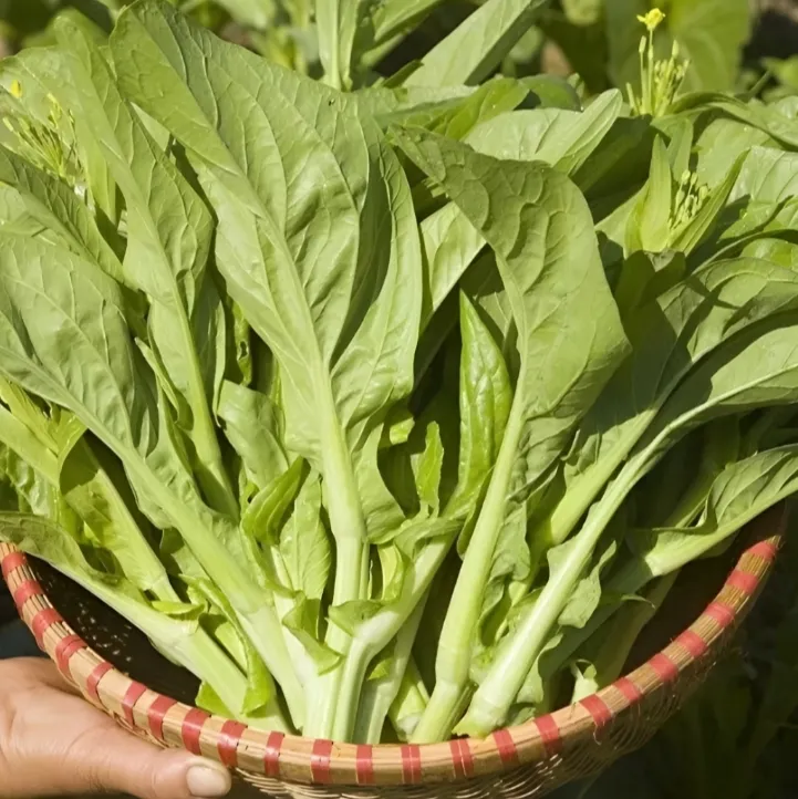 白菜苔种子种籽菜种苔菜四季菜心菜苔蔬菜孑菜芯莱菜籽心籽种