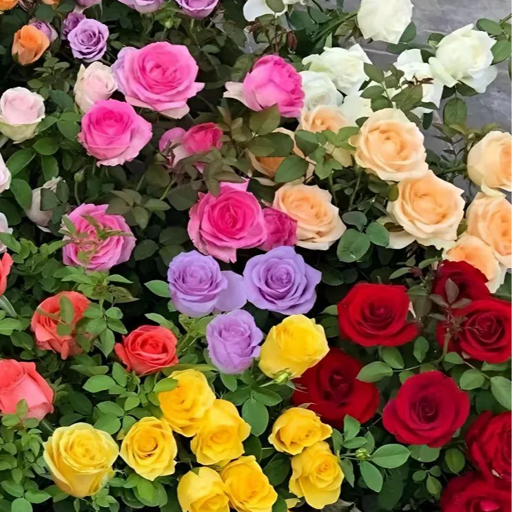 红刺玫瑰花种子阳台庭院盆栽地栽南北方