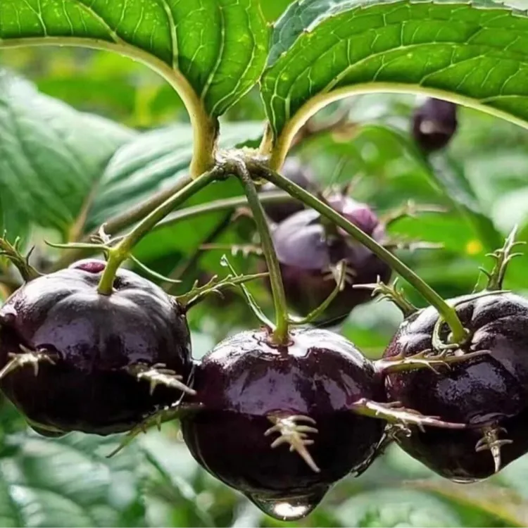 红果参育苗种籽早熟晚熟大果当年种当年结果蜘蛛果水果树种子