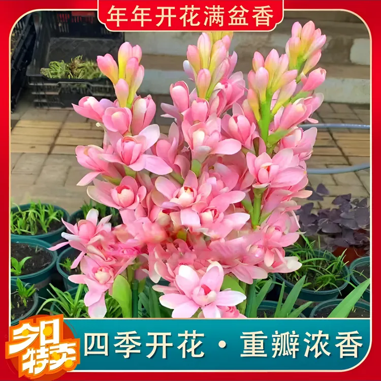 重瓣晚香玉浓香四季开花多年生盆栽花卉阳台庭院种植大球