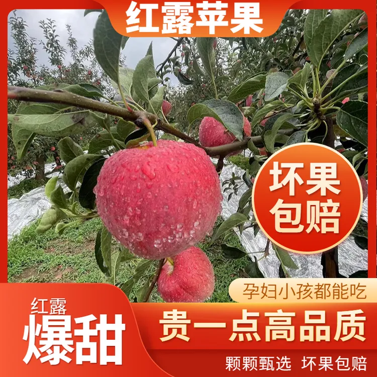 2025年云南昭通高原红露苹果当季新鲜现摘脆甜多汁