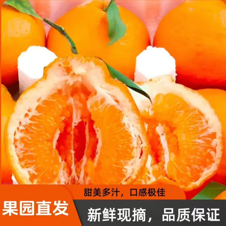 【小雪专属】四川正宗春见耙耙柑新鲜水果现摘现发爆汁产地直发