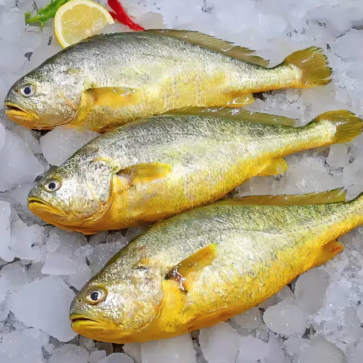 新鲜大黄鱼 450-500g/条