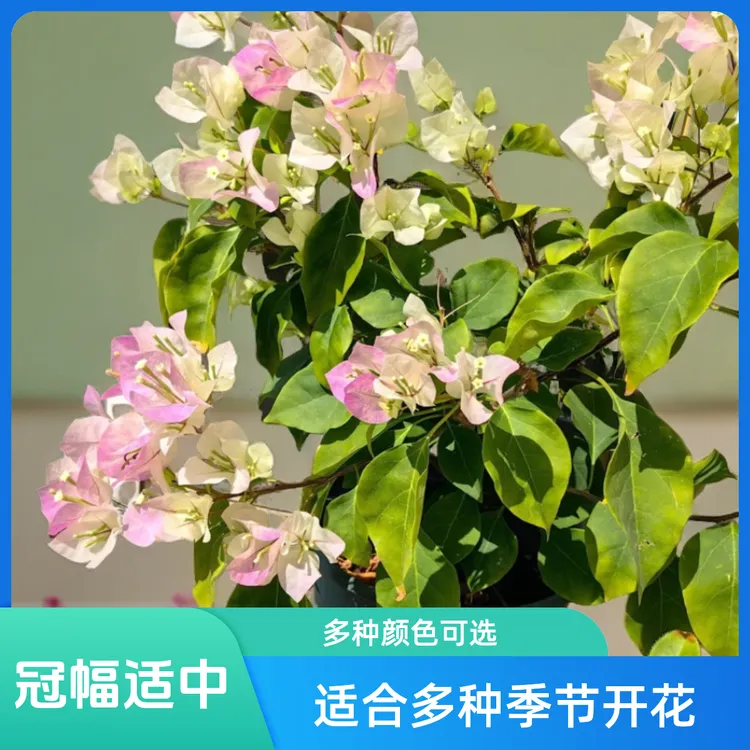 一物一拍 原生勤花盆栽爬藤三角梅