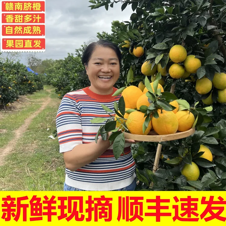 【橙子姐专属】【顺丰速发】正宗江西赣南脐橙新鲜水果带箱5-10斤果园