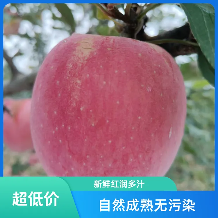 2024年陕西红富士苹果整箱苹果脆甜多汁自然成熟不打蜡产地直发