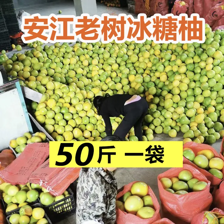 【50-100斤】湖南怀化雪峰冰糖柚安江青柚新鲜水果高山老柚子