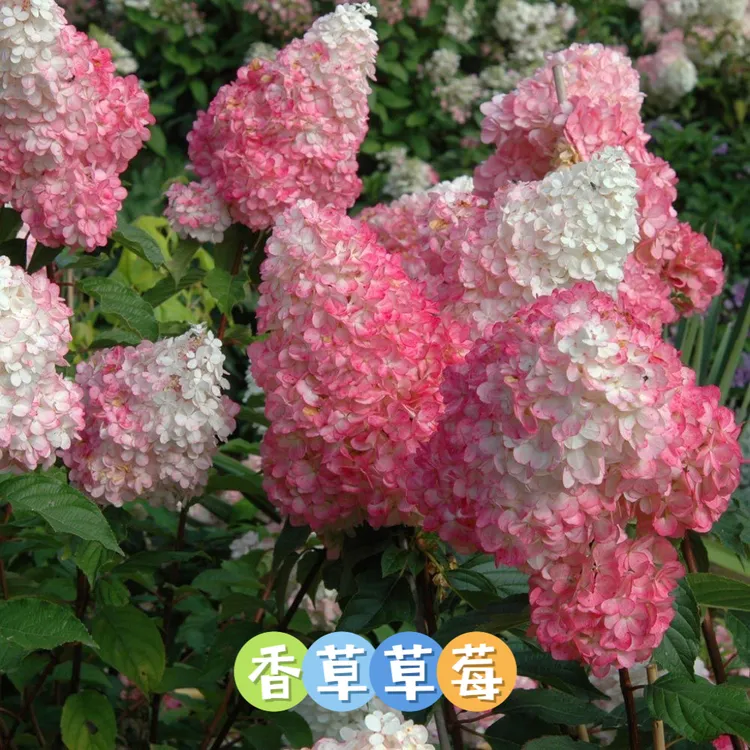 一物一拍 现场选苗 圆锥木绣球 抗寒耐热  温差粉 木本绣球 易养