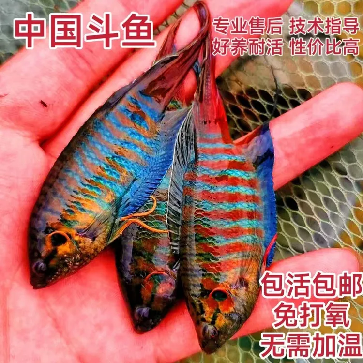 中国斗鱼活鱼巨普蓝普叉蓝叉蓝蛇澳火小型冷淡水观赏鱼好养耐活鱼