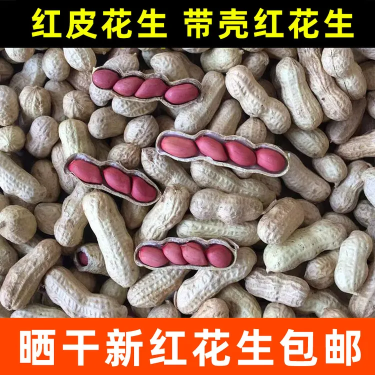 重庆带壳干红衣花生2023 红皮小粒生花生四粒红花生新货花生