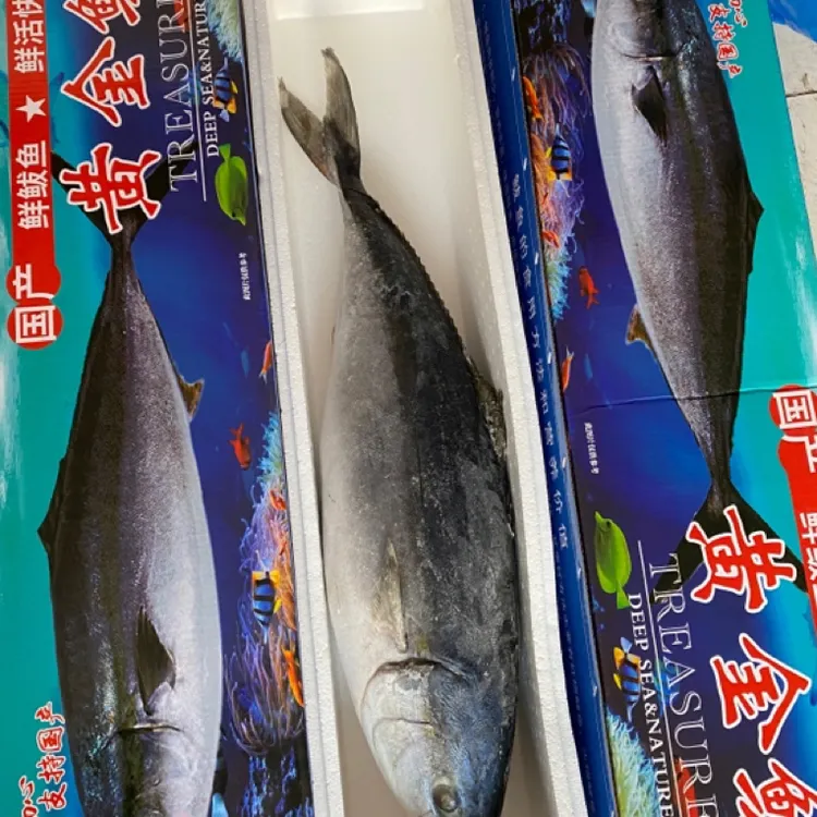 【顺丰包邮】山东发货黄金鲅鱼 6-8斤（送礼盒）偏远地区不包邮