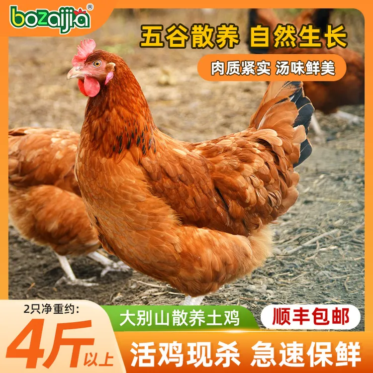 bozaijia波仔家【两只黑脚土鸡】正宗大别山散养黑脚老母鸡散养土鸡