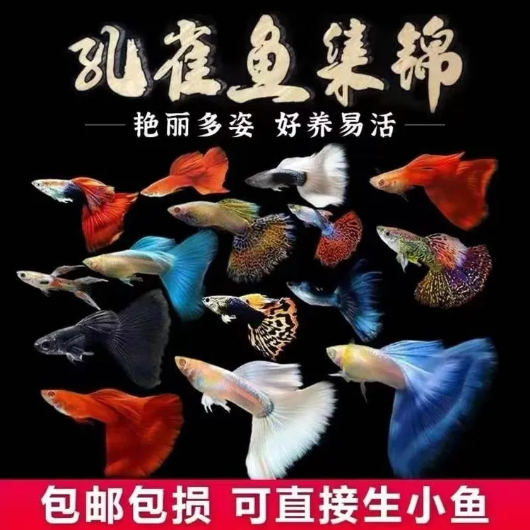 【漂亮孔雀鱼组合】可繁殖公母搭配2-3cm耐活好养小型淡水鱼