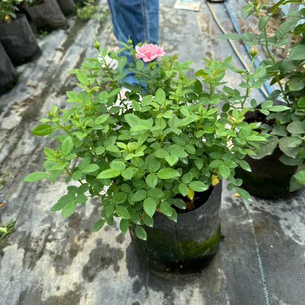 淑女月季带育苗袋发货花苞多花开艳丽