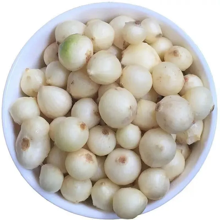 【四川热销】新鲜苦藠小根蒜团葱小蒜头四川茭头野葱葱头种子