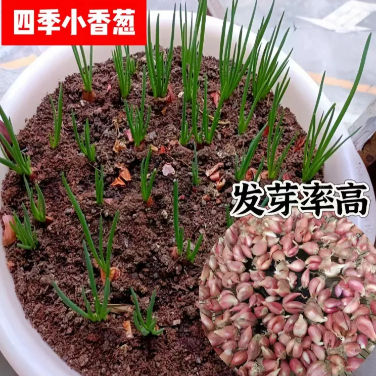 【可种植】四季小香葱新鲜火葱头四川产地直发精选盆栽阳台250g/2斤