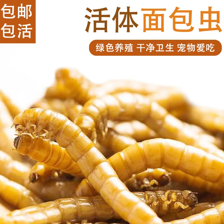 面l包虫仓鼠吃黄l粉虫活l虫鲜l活虫种虫金龙鱼石蛙仓鼠蜥蜴画眉鸟