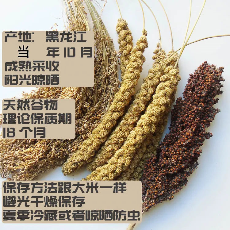 鹦鹉仓鼠断奶新鲜天然谷穗带壳黄谷子玄凤虎皮饲料鸟粮文鸟珍珠鸟
