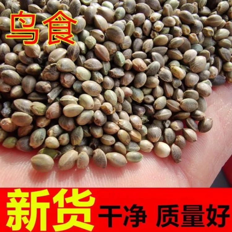 麻子鸟粮火麻仁鸟食鸽粮麻仁籽火麻子小颗粒鹦鹉粮仓鼠粮新货500g