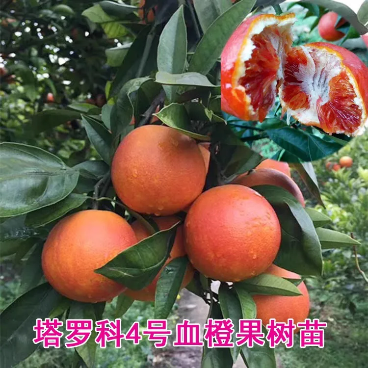 塔罗科血橙苗4号四川资中玫瑰血橙树橙子树嫁接柑橘苗脐橙果树苗