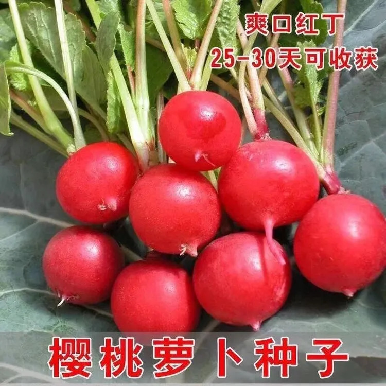 早熟易种樱桃萝卜种子迷你萝卜四季阳台种植蔬菜种子樱桃萝卜种籽