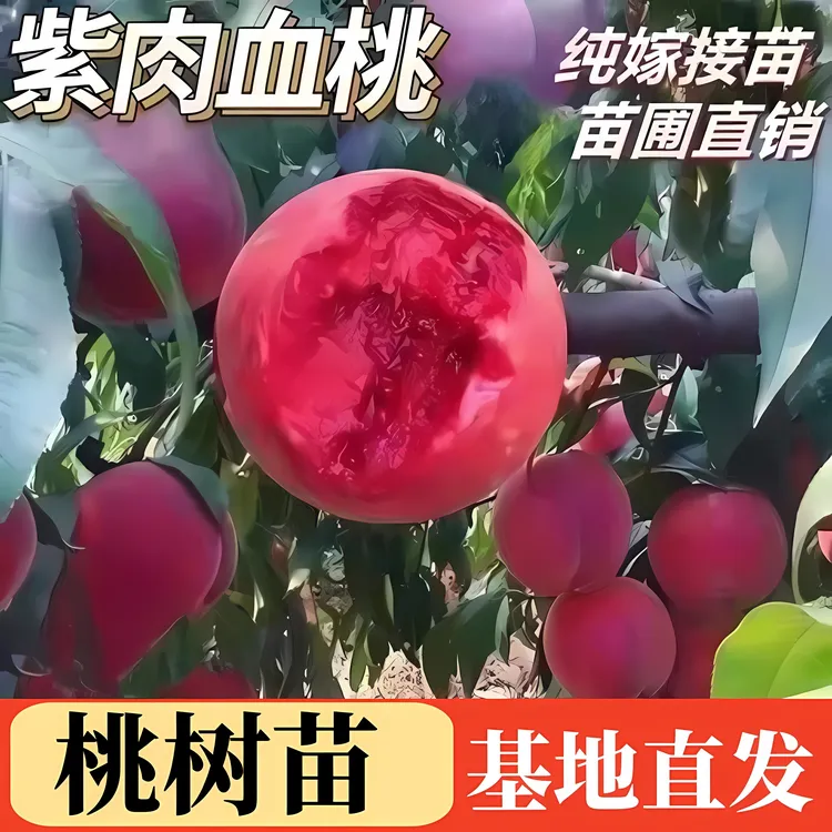 优质嫁接桃树苗水蜜桃树苗黄桃血桃树苗盆栽地栽庭院种植结果苗