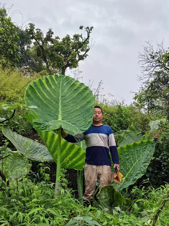 巨型象耳芋龙猫同款大型观叶植物室内室外皆可种植源产地直发