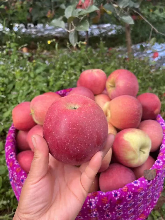 正宗云南昭通丑苹果糖心苹果现摘现发脆甜多汁果香浓郁整箱包邮
