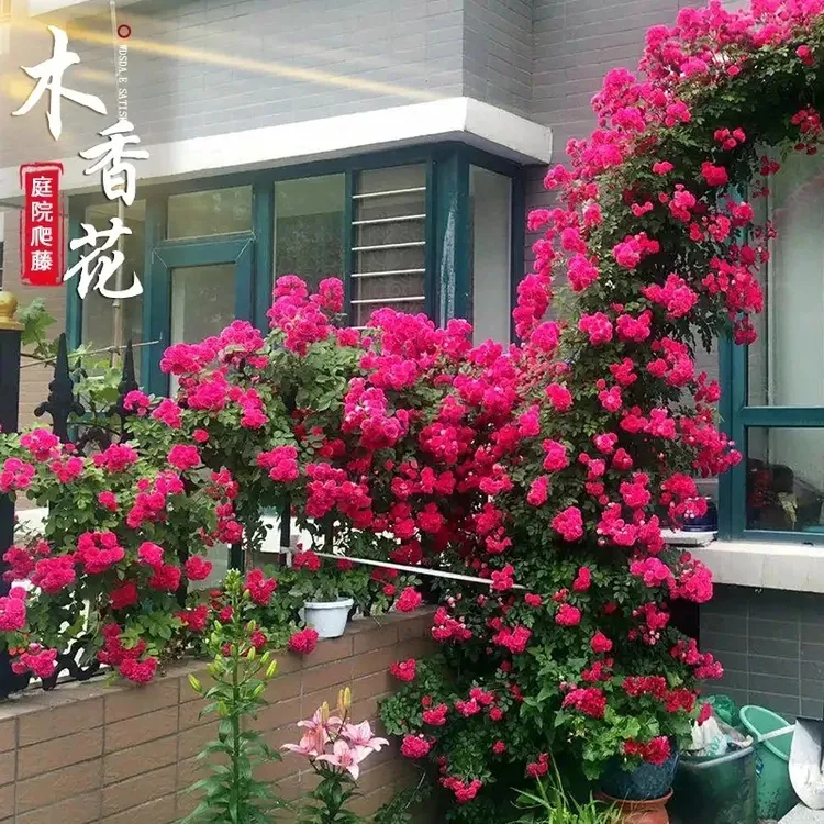 浓香红木香】大花苗 爬藤植物木香花四季开耐寒红色花卉盆栽庭院