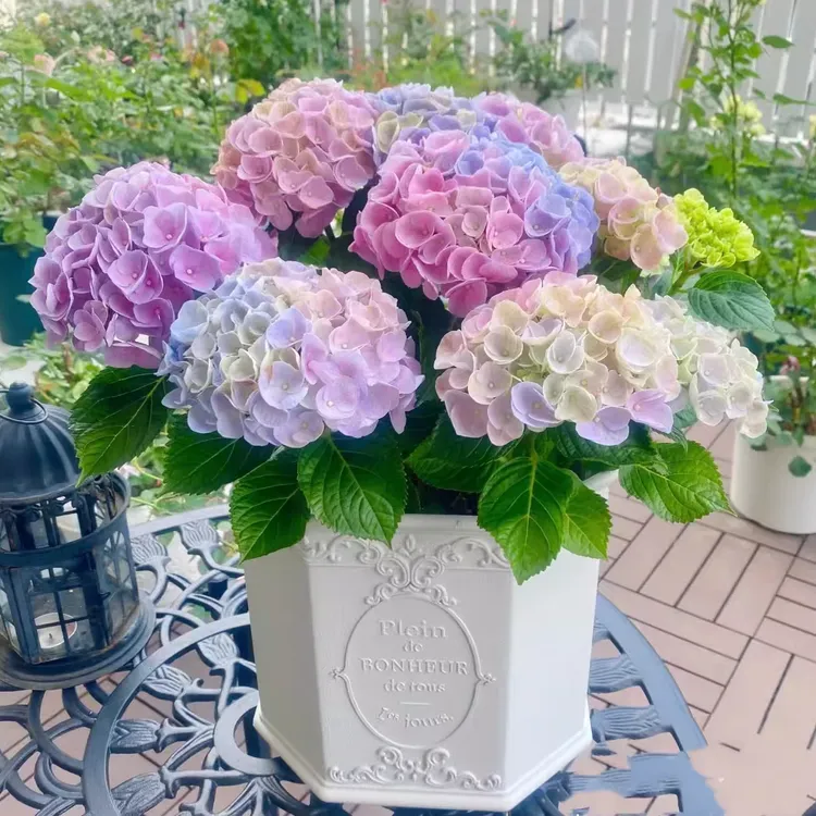 绣球花苗盆栽庭院花八仙花盆栽无尽夏绣球室卉室外庭院绣球花大苗